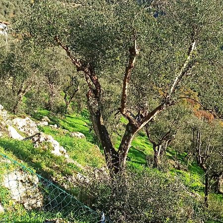 Casa Berti - Urlaub Im Olivenhain Camaiore Εξωτερικό φωτογραφία