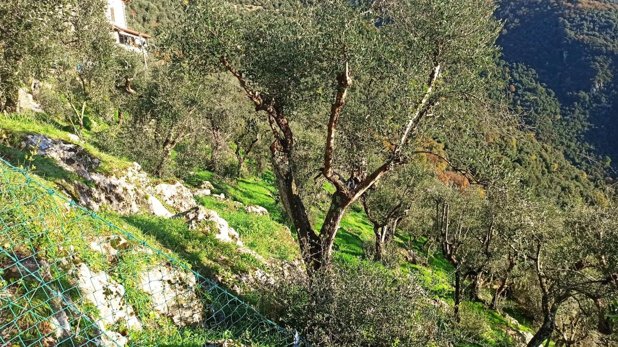 Casa Berti - Urlaub Im Olivenhain Camaiore Εξωτερικό φωτογραφία